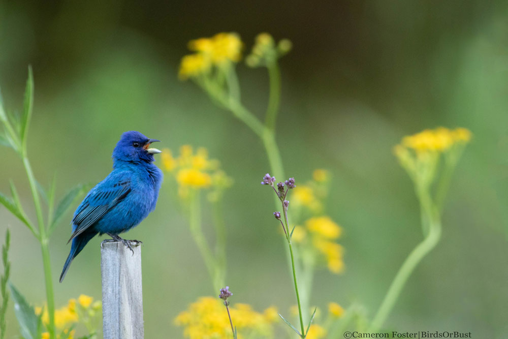 Indigo bunting bird perches among flowers