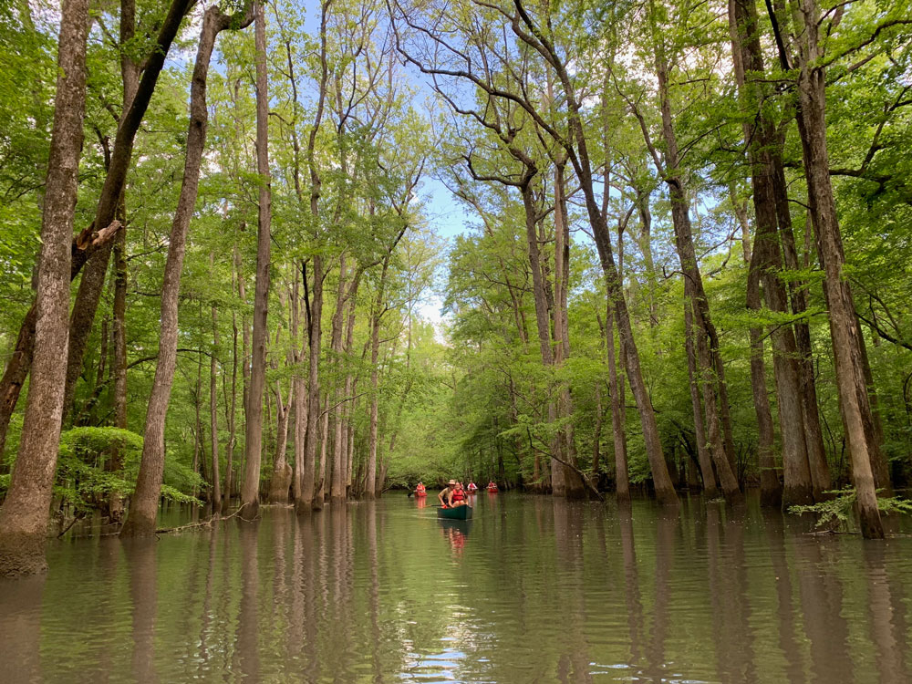 kayaks on river between trees