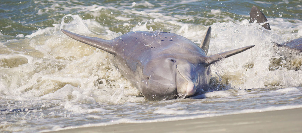 dolphin strand feeds in South Carolina